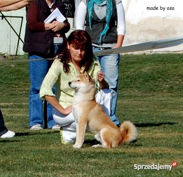 shiba inu szczenięta Zwierzęta Marki