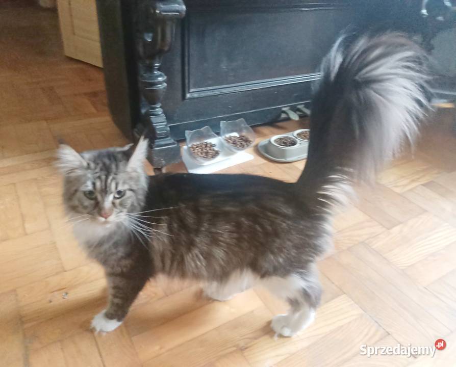 Pati to śliczna kotka rasy Maine Coon sprzedam
