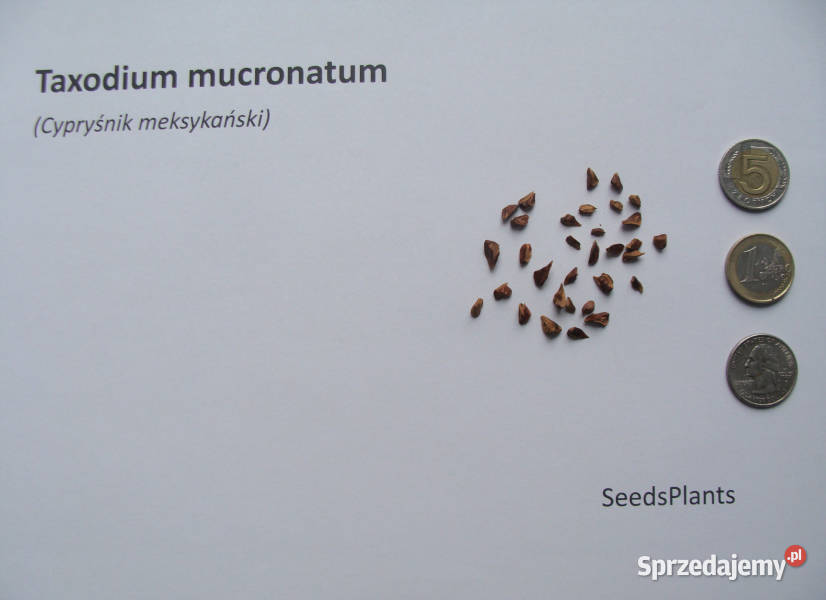 CYPRYŚNIK MEKSYKAŃSKI Taxodium mucronatum Lubanie