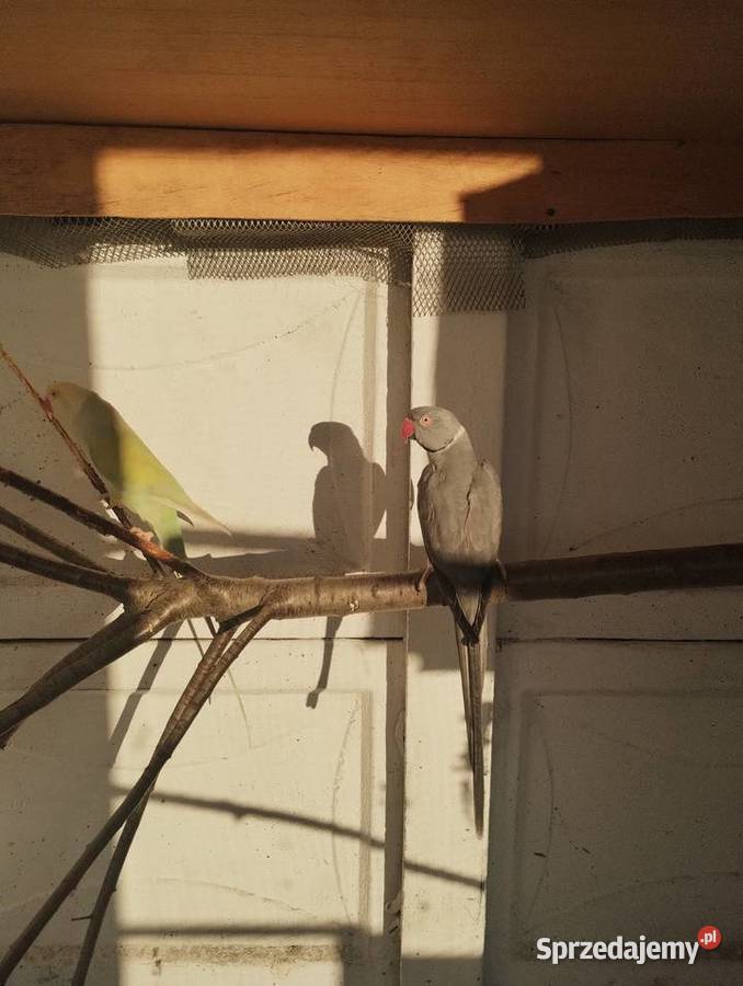 Aleksandretta Aleksandretty obrożne Solarnia