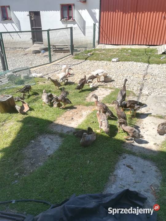 sprzedam kaczki biegusy 110 Pińczów