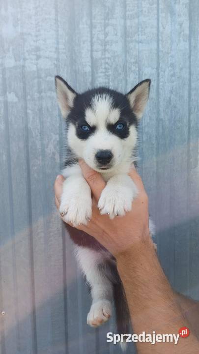 Zapowiedź Rasa Husky Siberian Męcina sprzedam