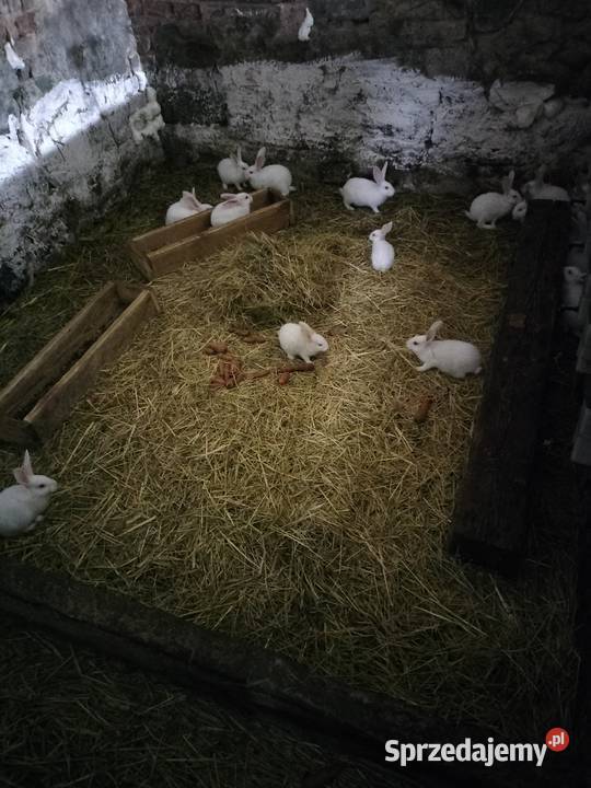 króliki termondzkie Żychlin