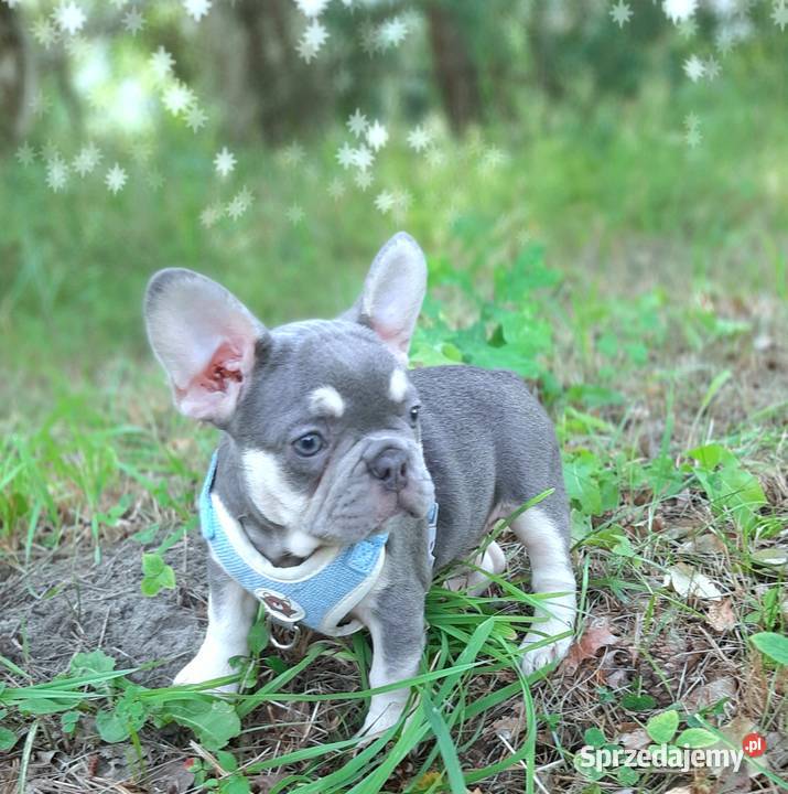Buldog francuski piesek łódzkie Pabianice