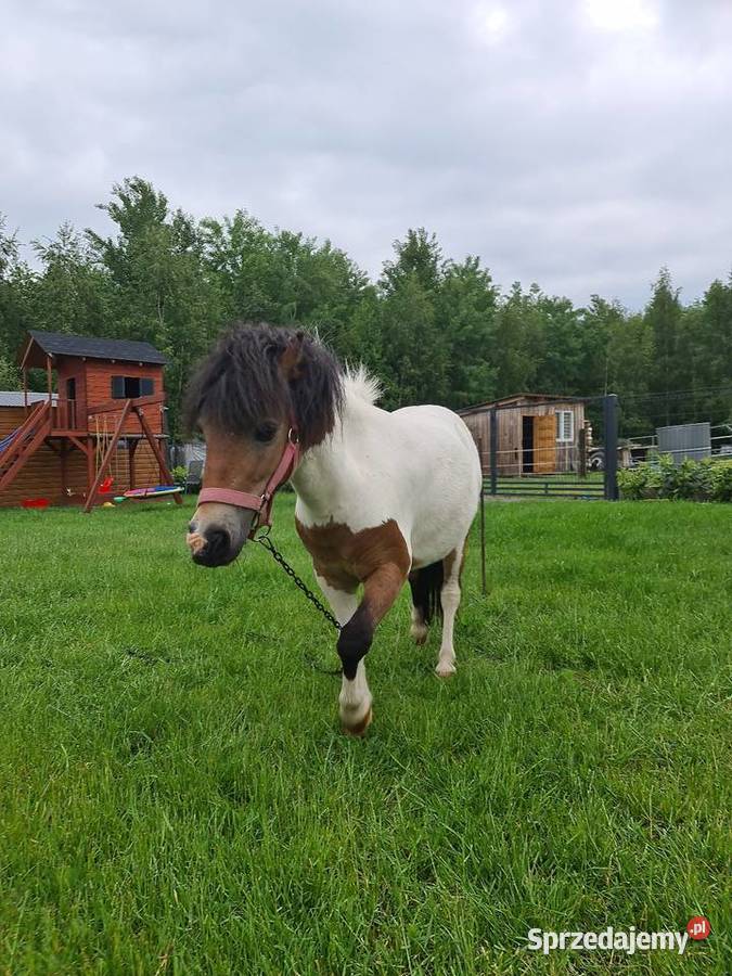 Kucyk klacz źrebna Konie Wielopole