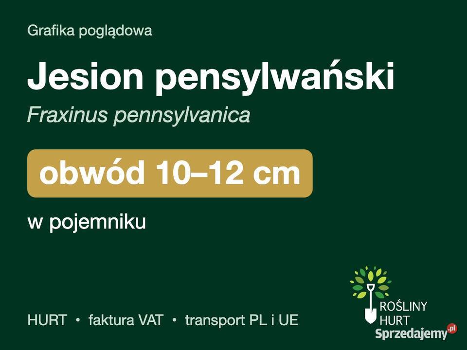 Jesion pensylwański obwód 1012 w pojemniku HURT