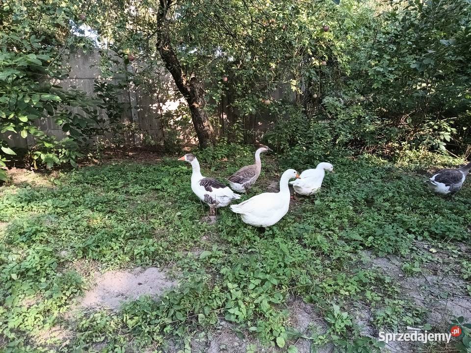 Gęsi młode Zwierzęta