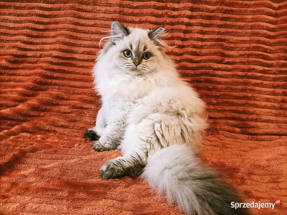 Kot brytyjski kotka brytyjska długowłosa point Kraków
