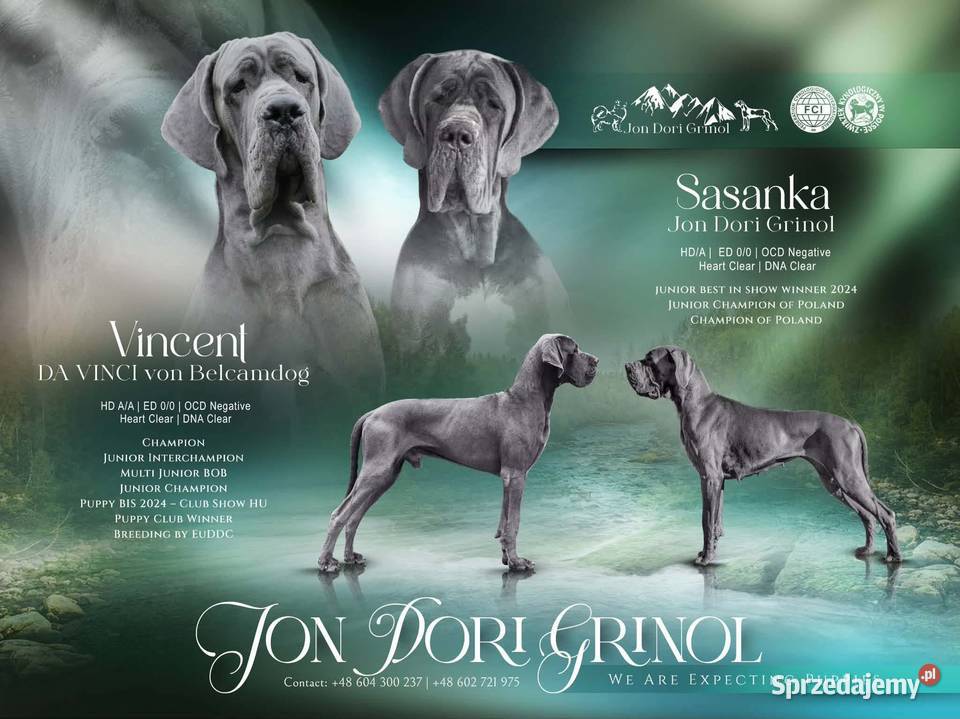 Szczenięta Dog Niemiecki Błękitny FCI Grywałd