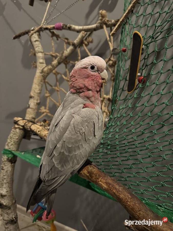 Papuga kakadu różowa Papuga kakadu różowa