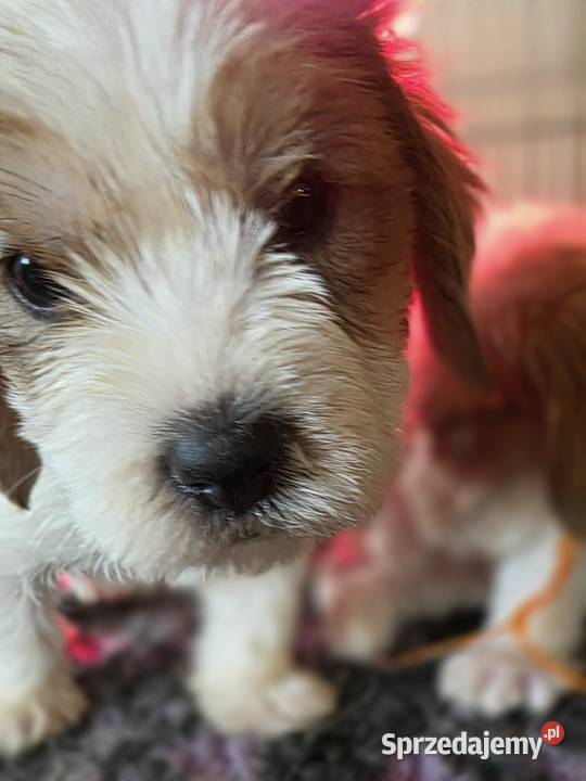 Petit Basset Griffon Vendeen Sieradz