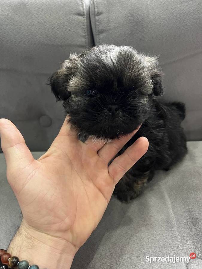 Shih Tzu Świerklany sprzedam