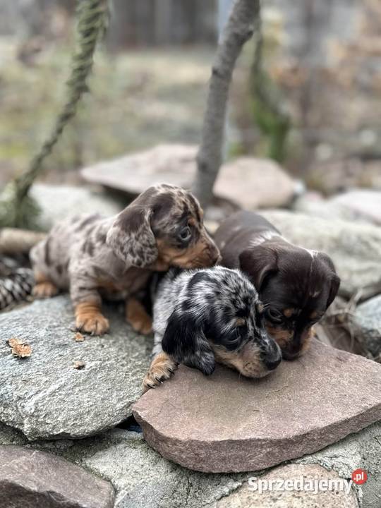 Jamniczek Choco merle Czekoladowy łódzkie Żychlin