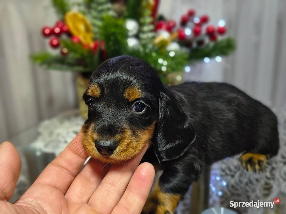 Jamniczek długowłosy łódzkie Żychlin sprzedam