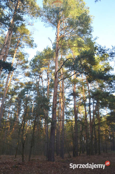 Duża działka rolnobudowlana 28823 ha Mariew mazowieckie