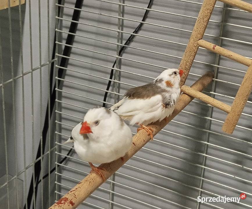 Sprzedam ptaszki zeberki z klatką wielkopolskie Słupca sprzedam