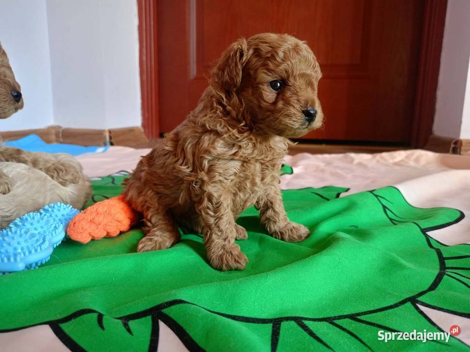 Maltipoo f1b Piesek Pozostałe Miechów