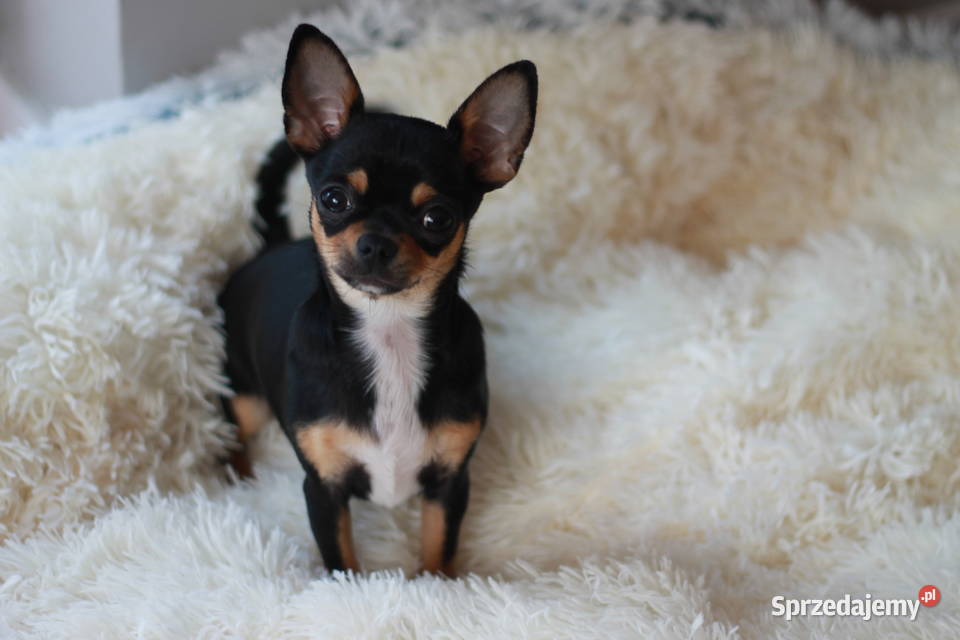 Chihuahua suczka 7miesiecy ZKwP FCI Świnoujście