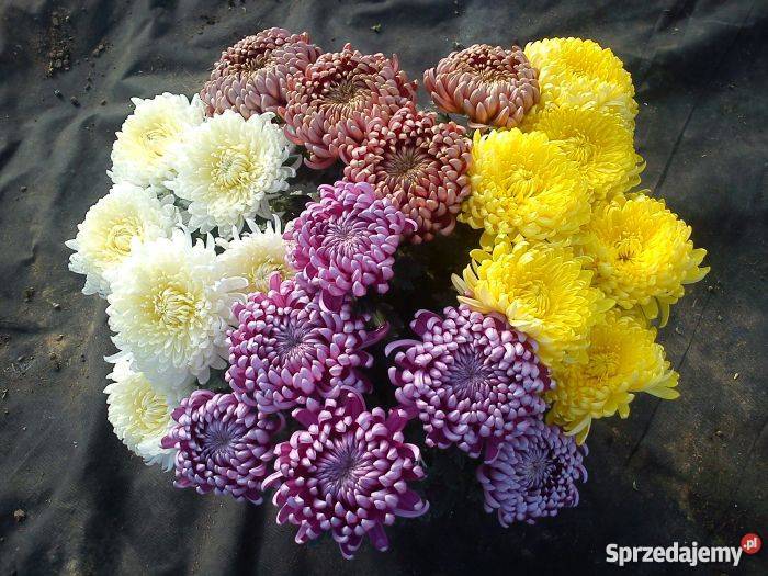 Chryzantemy wielkokwiatowe i średniokwiatowe świętokrzyskie Sandomierz
