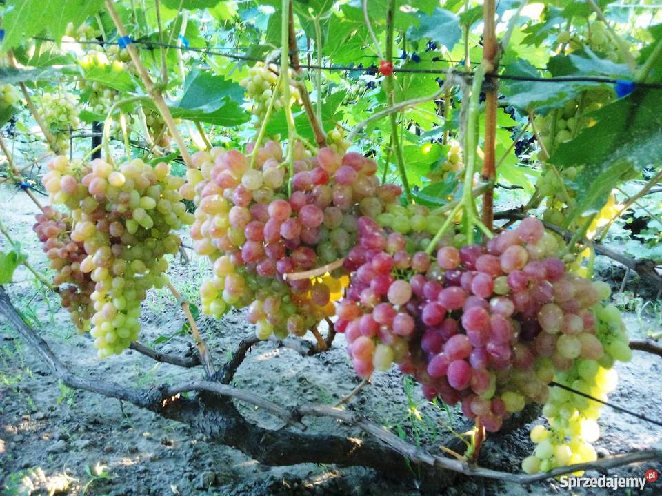 Sadzonki winorośli Ukraina lubuskie Lubień sprzedam