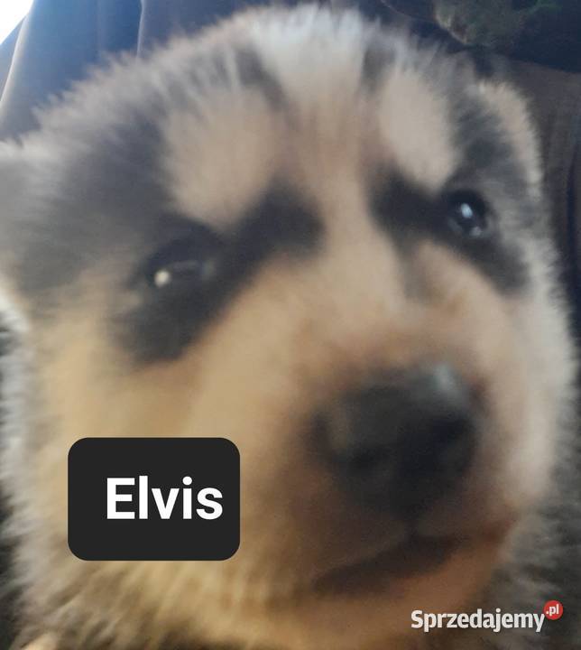 Zapowiedz miotu Reda