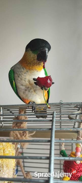 Barwinka czarnogłowa OSWOJONA samiec Ptaki Mysłowice