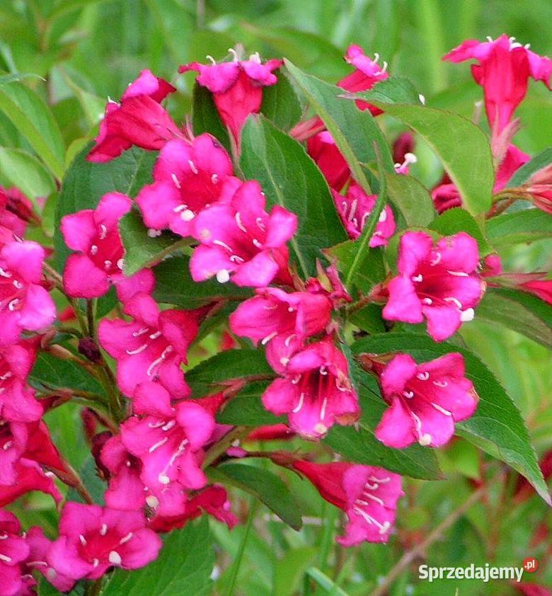 WAJGELA WEIGELA KRZEWUSZKA Gniezno