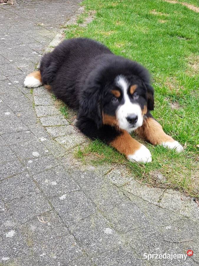 Berneński Pies Pasterski już do odbioru Lublin