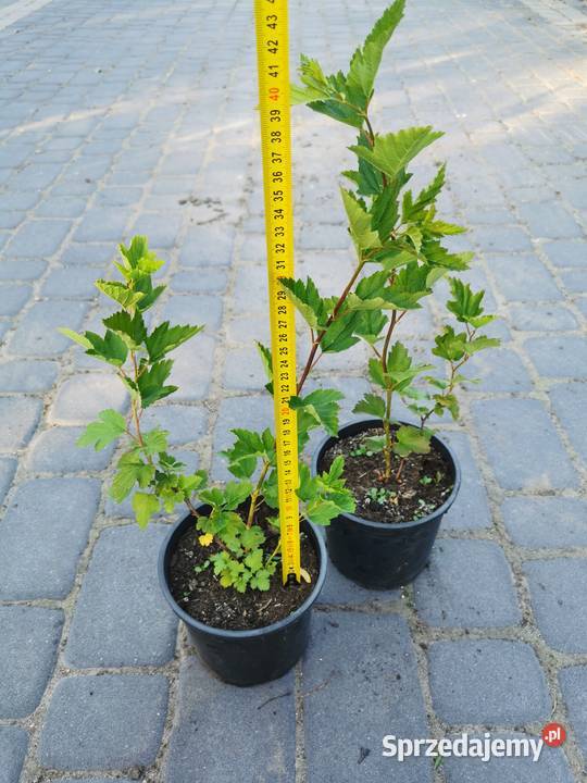 Pęcherznica kalinolistna sadzonki 15 l 05l Inowrocław sprzedam