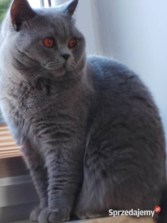 Reproduktor brytyjski krycie Pasłęk sprzedam