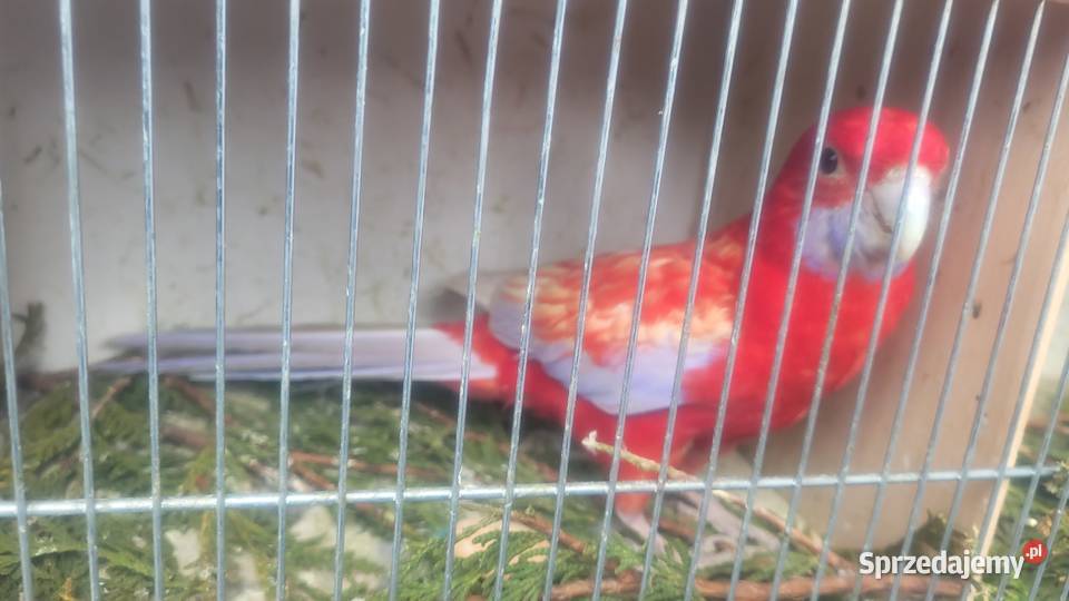 Rozella królewska Wieliczka