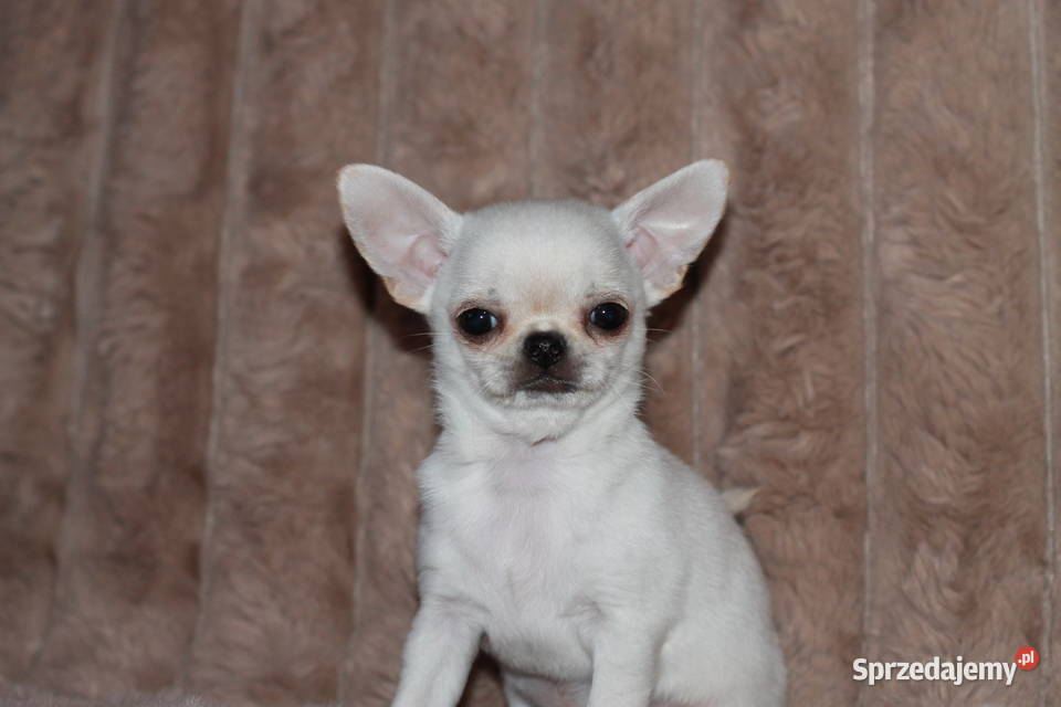 Chihuahua ZKwP FCI prawdziwy rodowód Świnoujście sprzedam