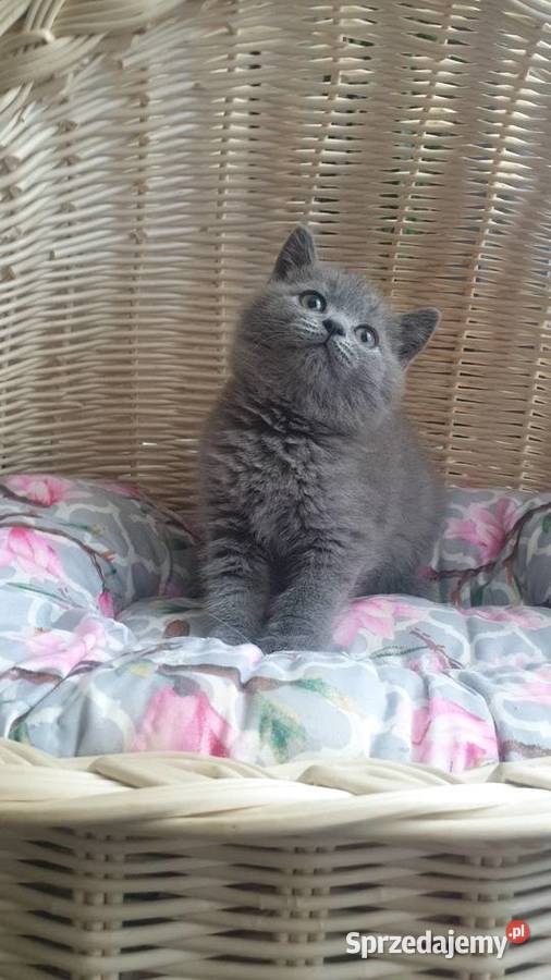 Kocurek Szkocki niebieski