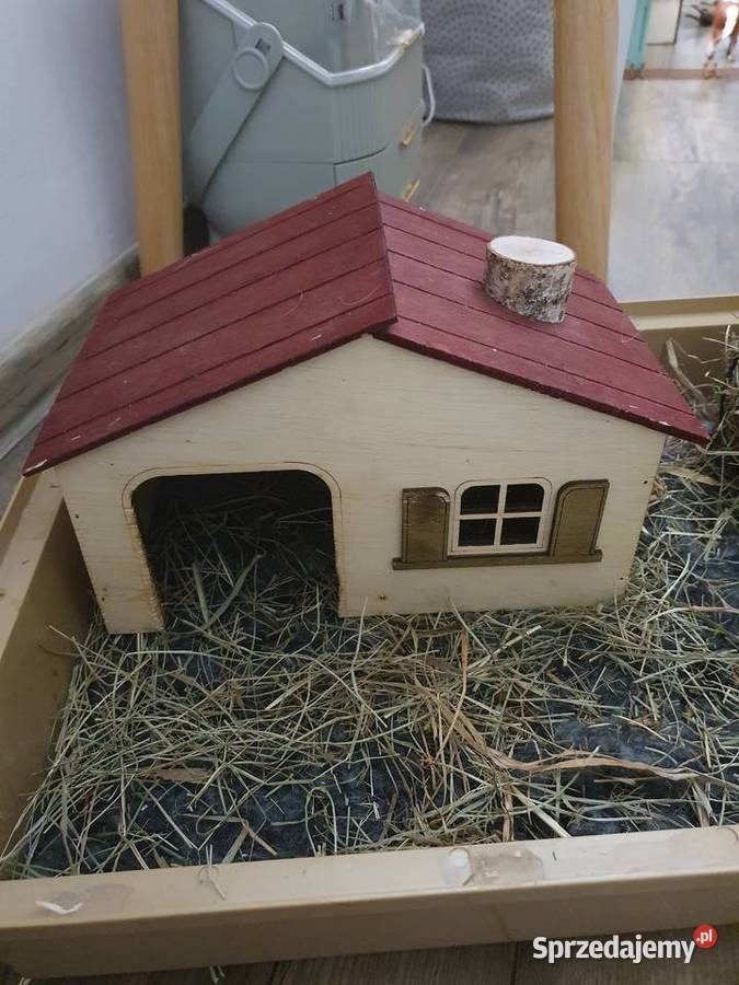 Oddam świnkę morską