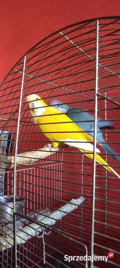 Papugi Mnicha Nizinna Ptaki Radom