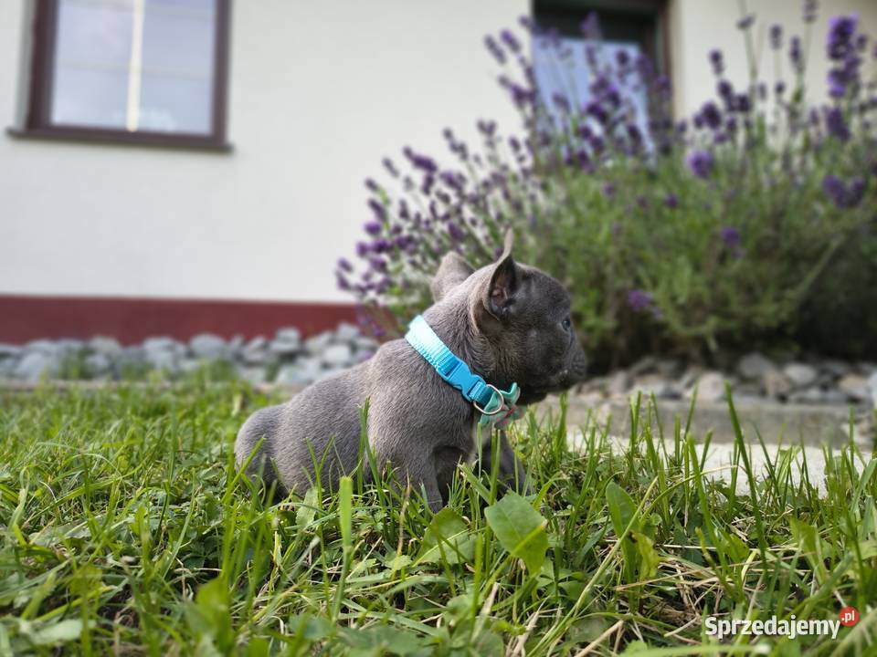 Buldog francuski Targanice sprzedam