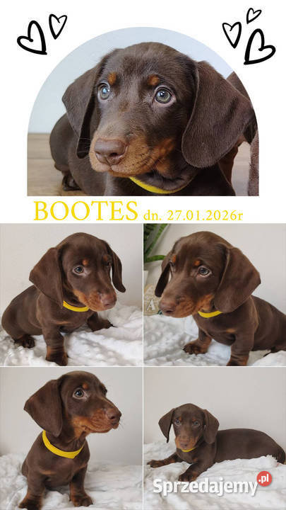 SAMIEC Jamnik krótkowłosy Czekoladowy podpalany Kraków sprzedam