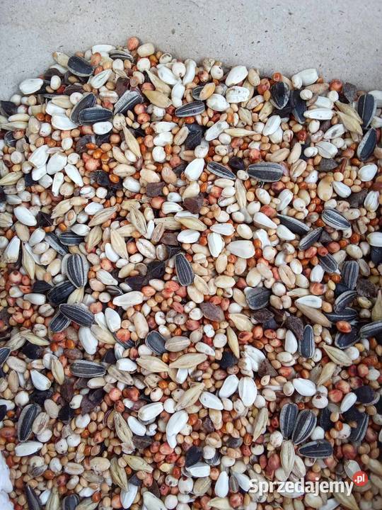 Mieszanka zbóż PAPUG Janów Lubelski