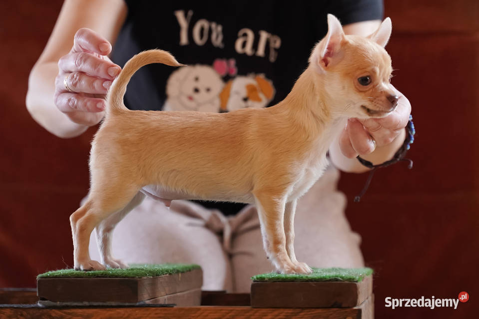 PIESEK rodowód FCI Wwy Duży Dół
