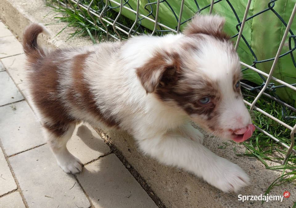 Błyskotliwa rasowa suczka Border Collie z pełną sprzedam
