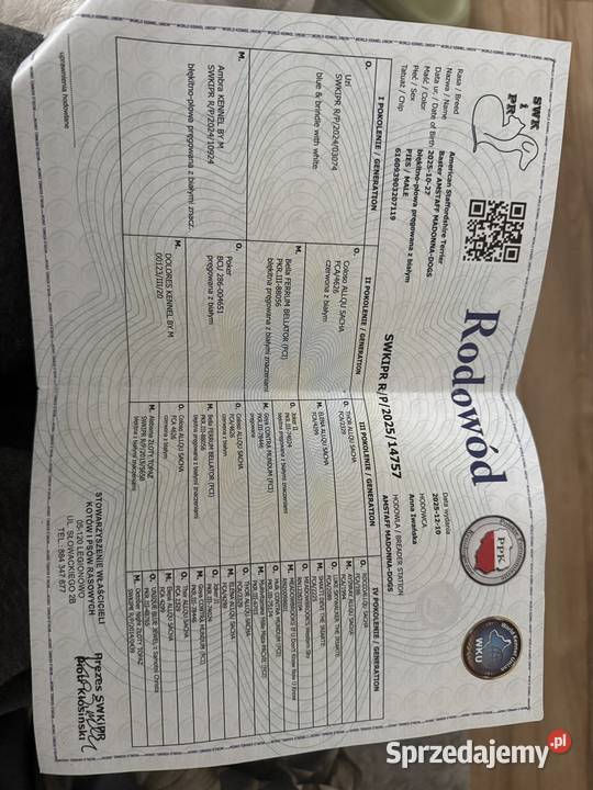 Sprzedam 8 miesięcznego Amstaffa lubuskie