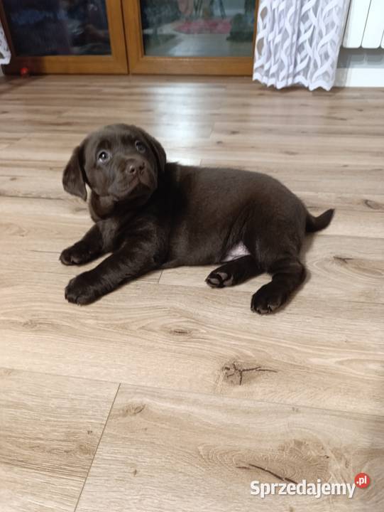 Pieski Labradora Retriever czekoladowego Tarnów sprzedam