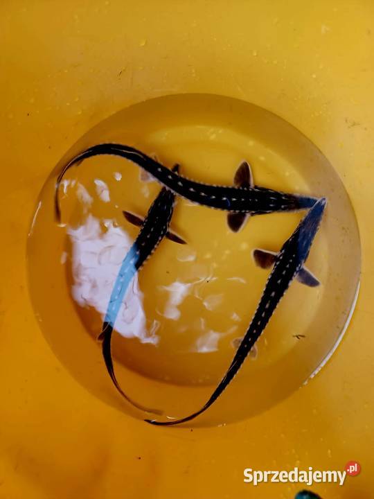 Karp 1520 Węgorz jesiotr Ryby Warszawa