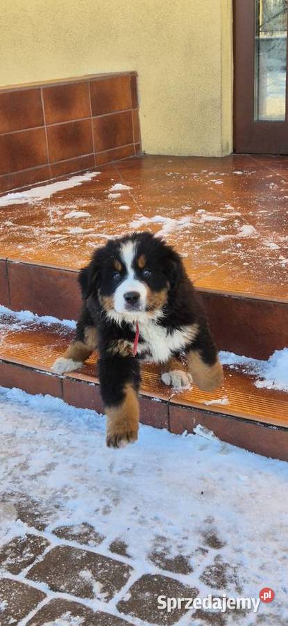 Berneński pies pasterski Kowiesy