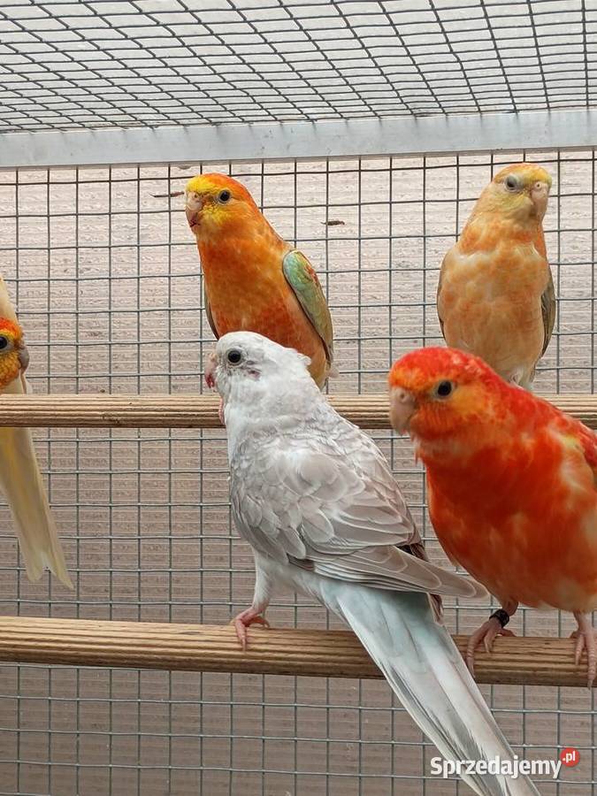 Świergotki Orange dolnośląskie Kąty Wrocławskie