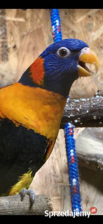 Para lęgowa lorys obrożnych sprzedam