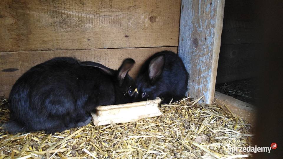 Srokacze Czarne Króliki Rasowe Samiczki i Samce Milejów