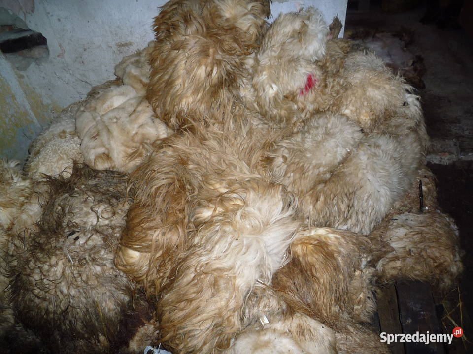 Skóry owcze krowie cielęce surowe Chmiel
