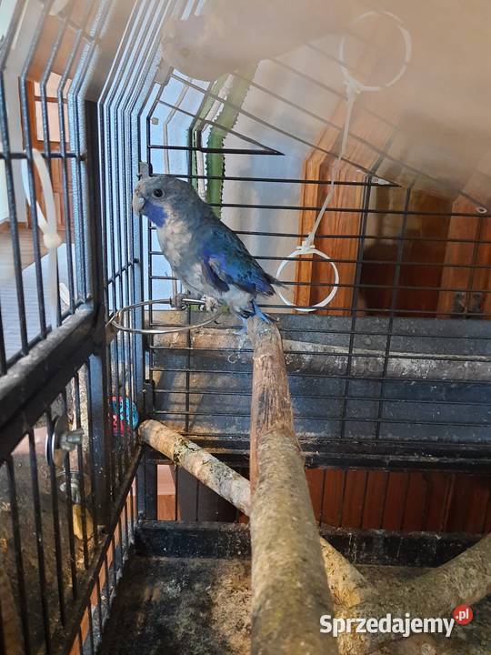 Rozella królewska niebieska samczyk Bełk