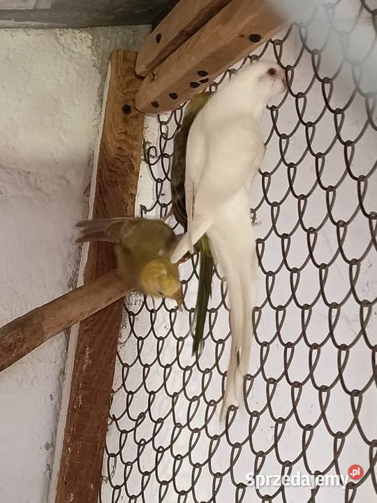 Świergotki sprzedam
